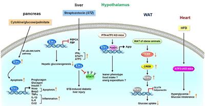 Master Regulator Activating Transcription Factor 3 (ATF3) in Metabolic Homeostasis and Cancer